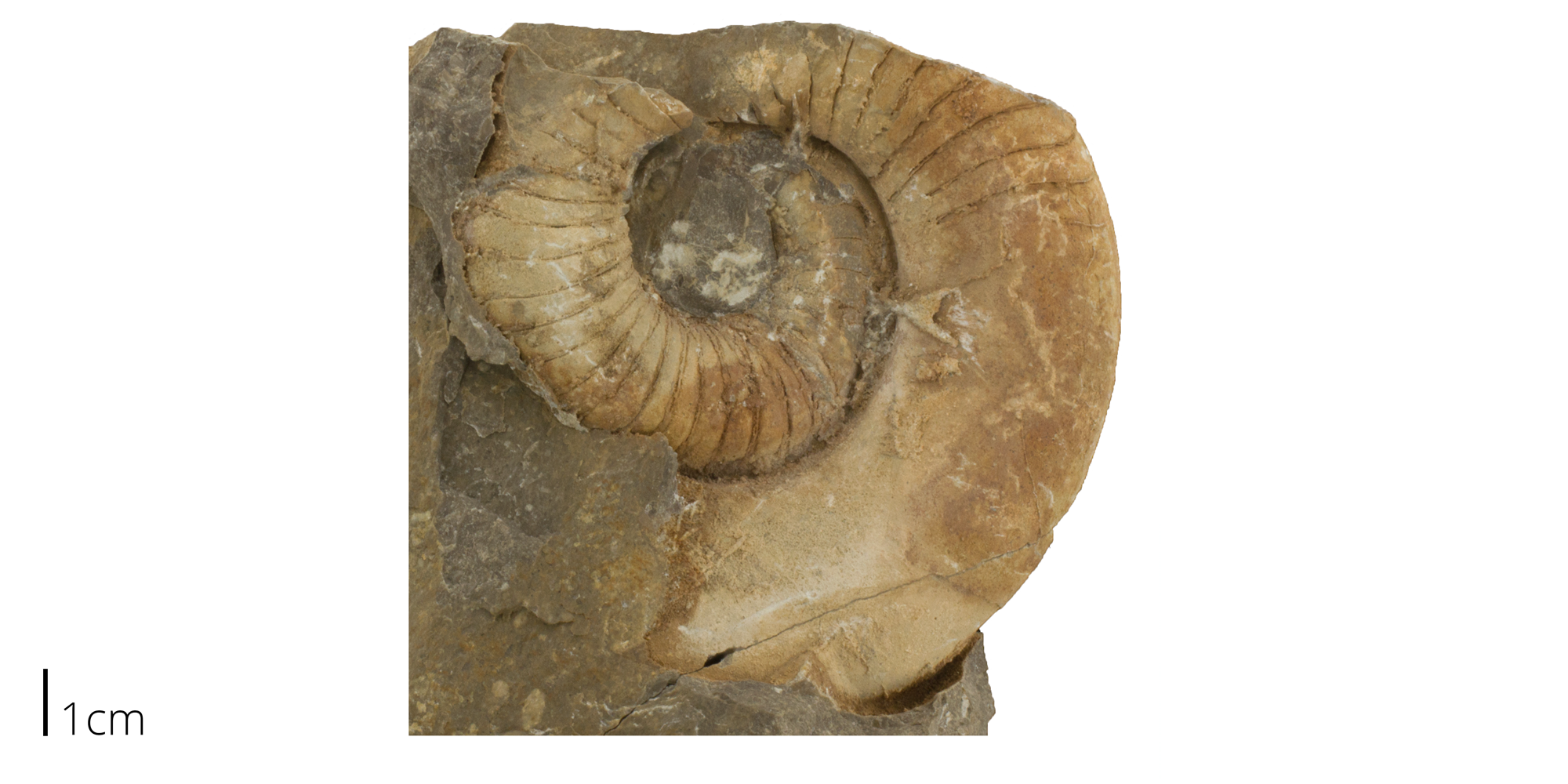 Fossil nautiloid cephalopod Eurystomites kelloggi from the Ordovician of New Mexico. 