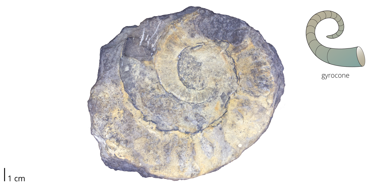 Fossil cephalopod Goldringia undulata from the Devonian Onondaga Limestone of Sangerfield, New York. Note the gyroconic shell of this species. 