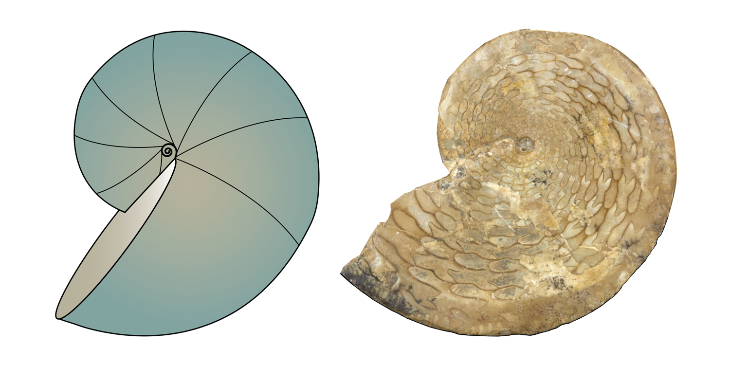 Left: cartoon illustration of a cephalopod shell with involute coiling. Right: specimen of the ammonoid Medliocottia intermedius, which has involute coiling; from the collections of the Paleontological Research Institution, Ithaca, New York.