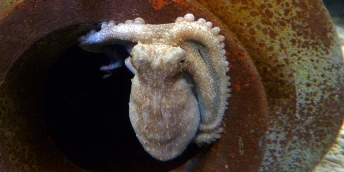 Octopus hiding in a jar at the Melbourne Aquarium