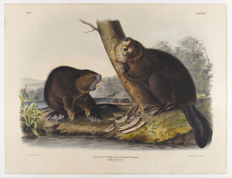 American Beaver, by John Audubon (ca. 1844). 