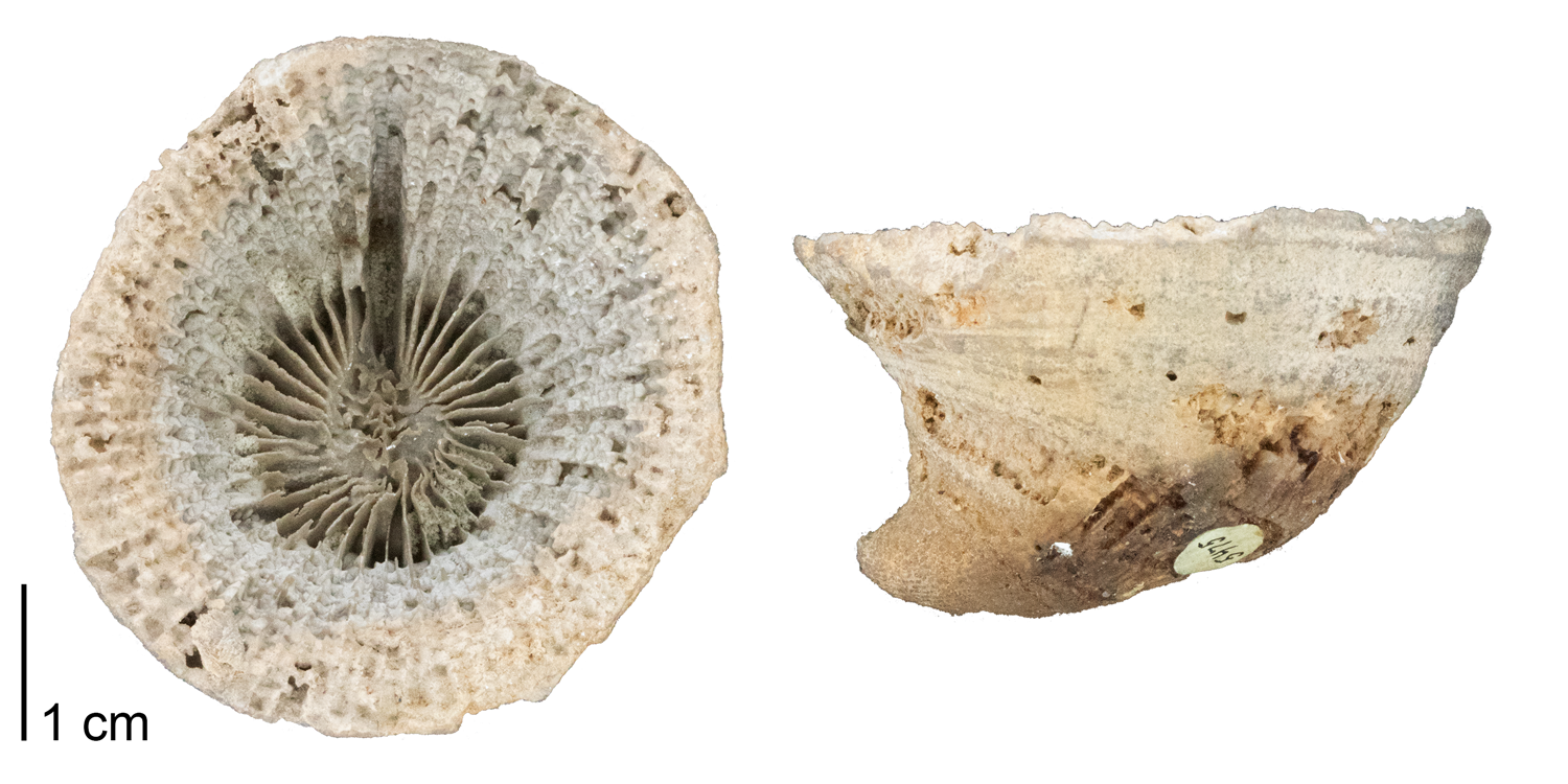 Fossil rugose coral Heliophyllum canadense from the Devonian Onondaga Limestone of Mendon, Ontario