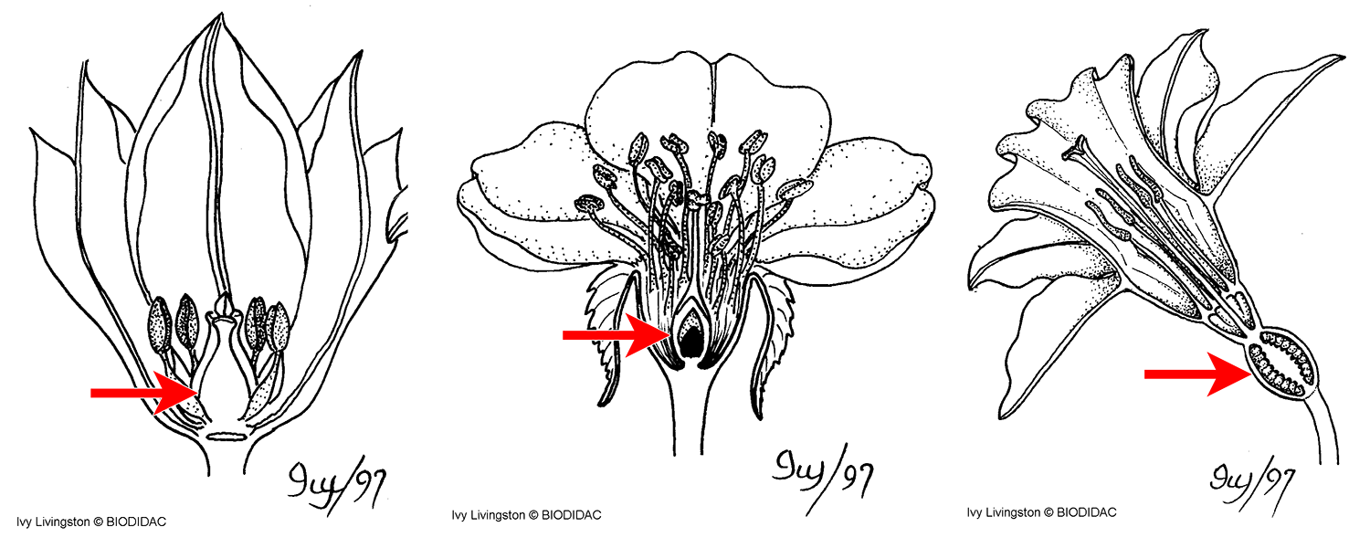Drawing of three flowers. Flower 1: Hypogynous with superior ovary. Flower 2: Perigynous with superior ovary. Panel 3: Epigynous with inferior ovary.