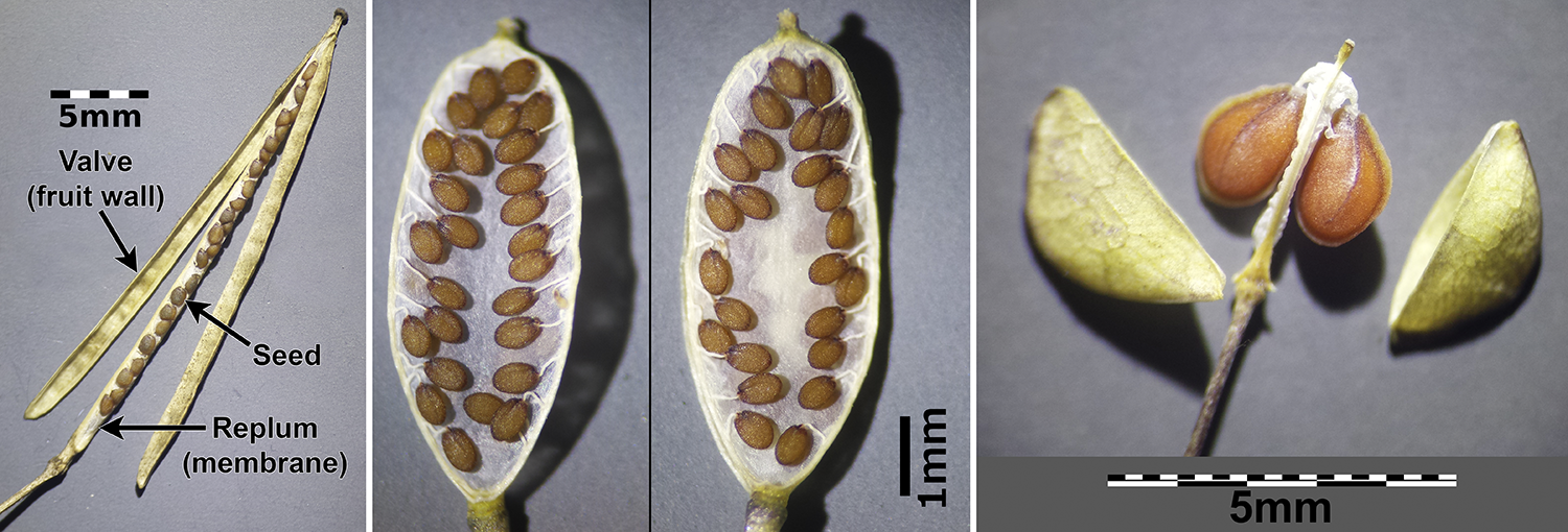 Siliques and silicles of plants in the mustard family, from left to right: perennial wall rocket, spring draba, and clasping pepperweed.