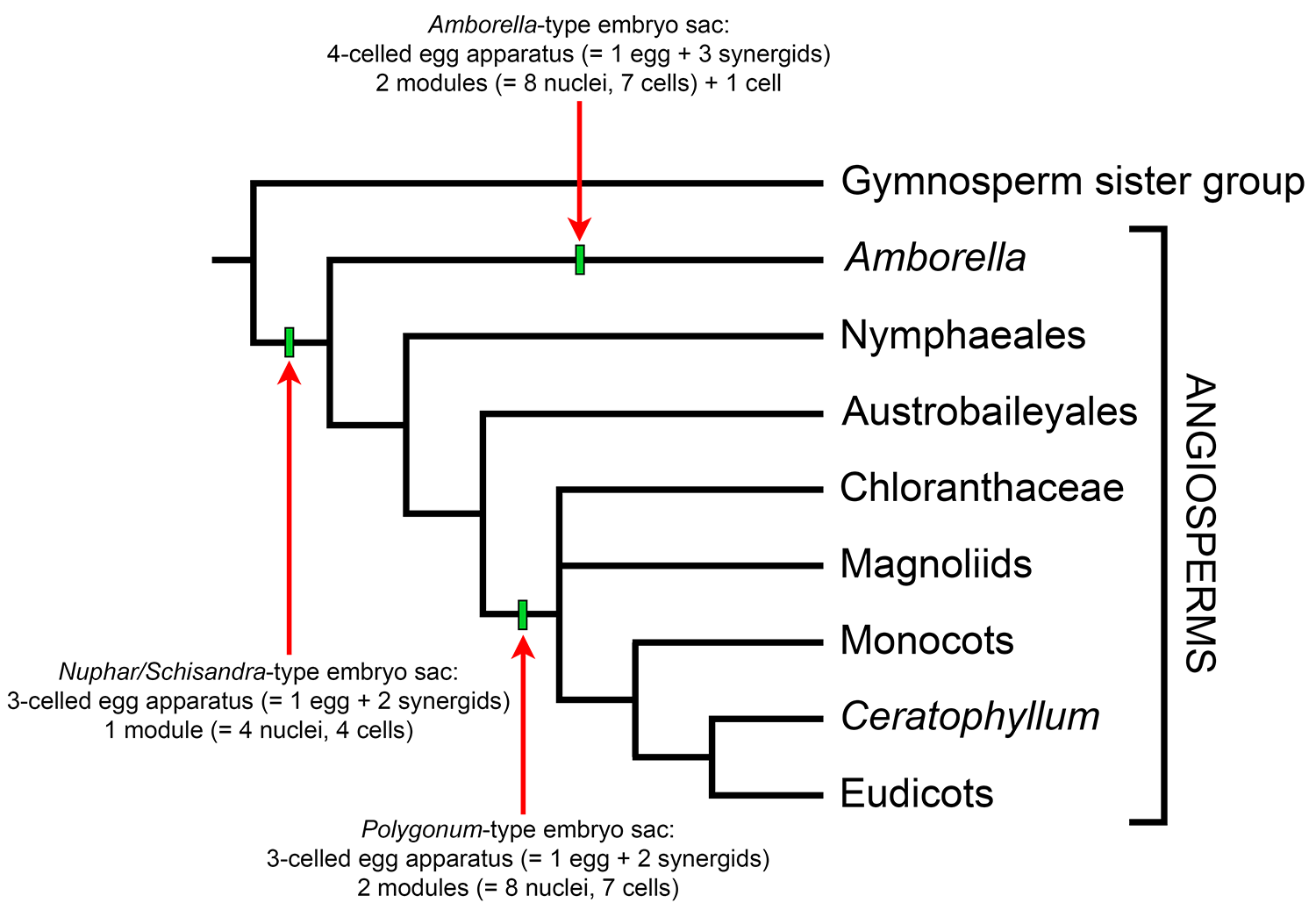 Simplified tree of angiosperm relationships with the Nuphar/Schisandra-type, Amborella-type, and Polygonum-type of embryo sacs mapped.