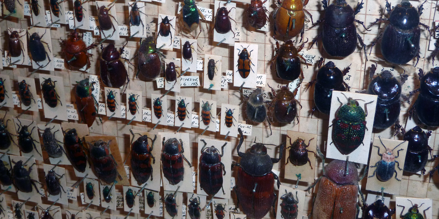 Photograph of beetle specimens on display at the Melbourne Museum.