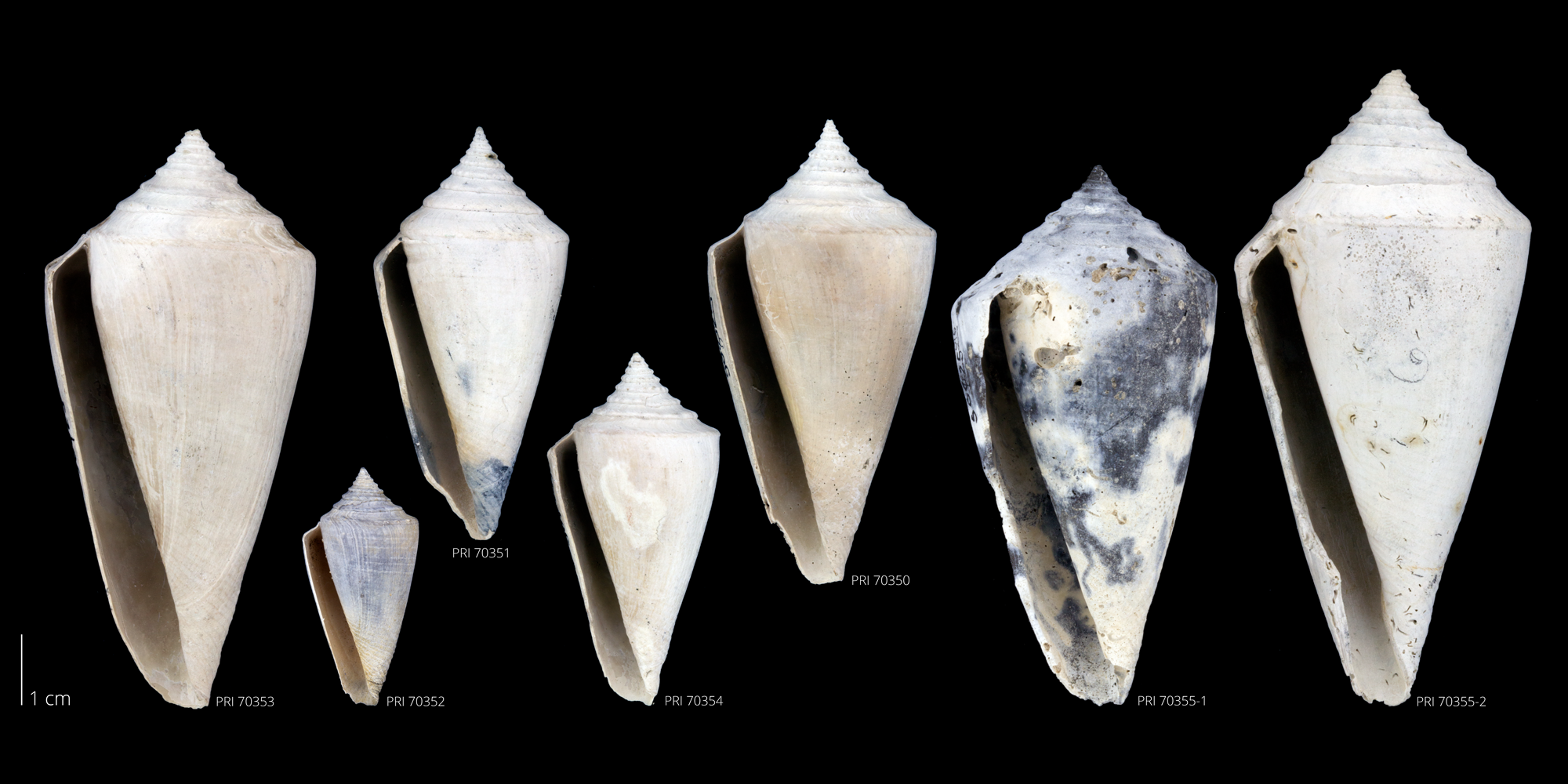 The extinct cone snail Conus adversarius. The species is unique among cone snails in having a shell that opens to the left (sinistral coiling); all others have shells that open to the right (dextral coiling). Note the subtle morphological differences between the individual specimens. 
