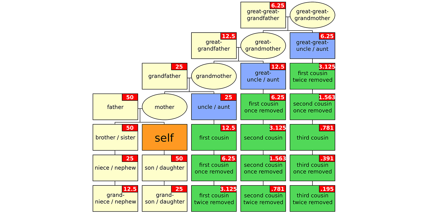 Hierarchy of familial relationships. Numbers in red boxes indicate percentages of genetic relationship relative to yourself.