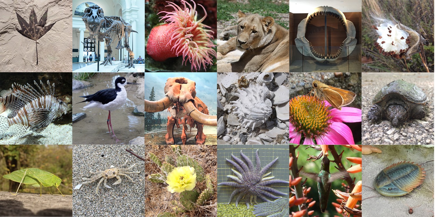 A very small sampling of some of the millions of different species from Earth's past and present.