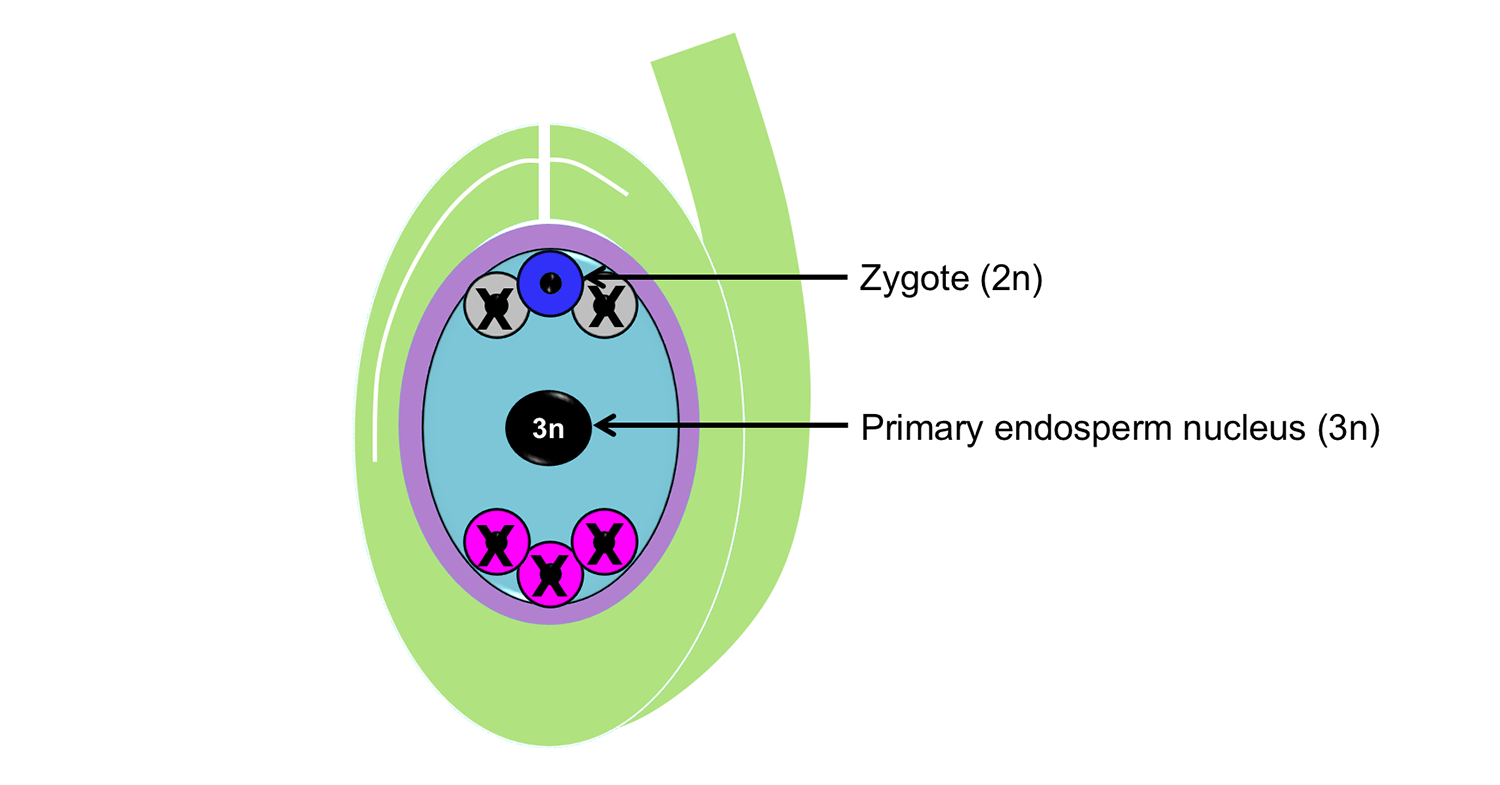 Diagram of ovule with Polygonum-type embryo sac after double fertilization.