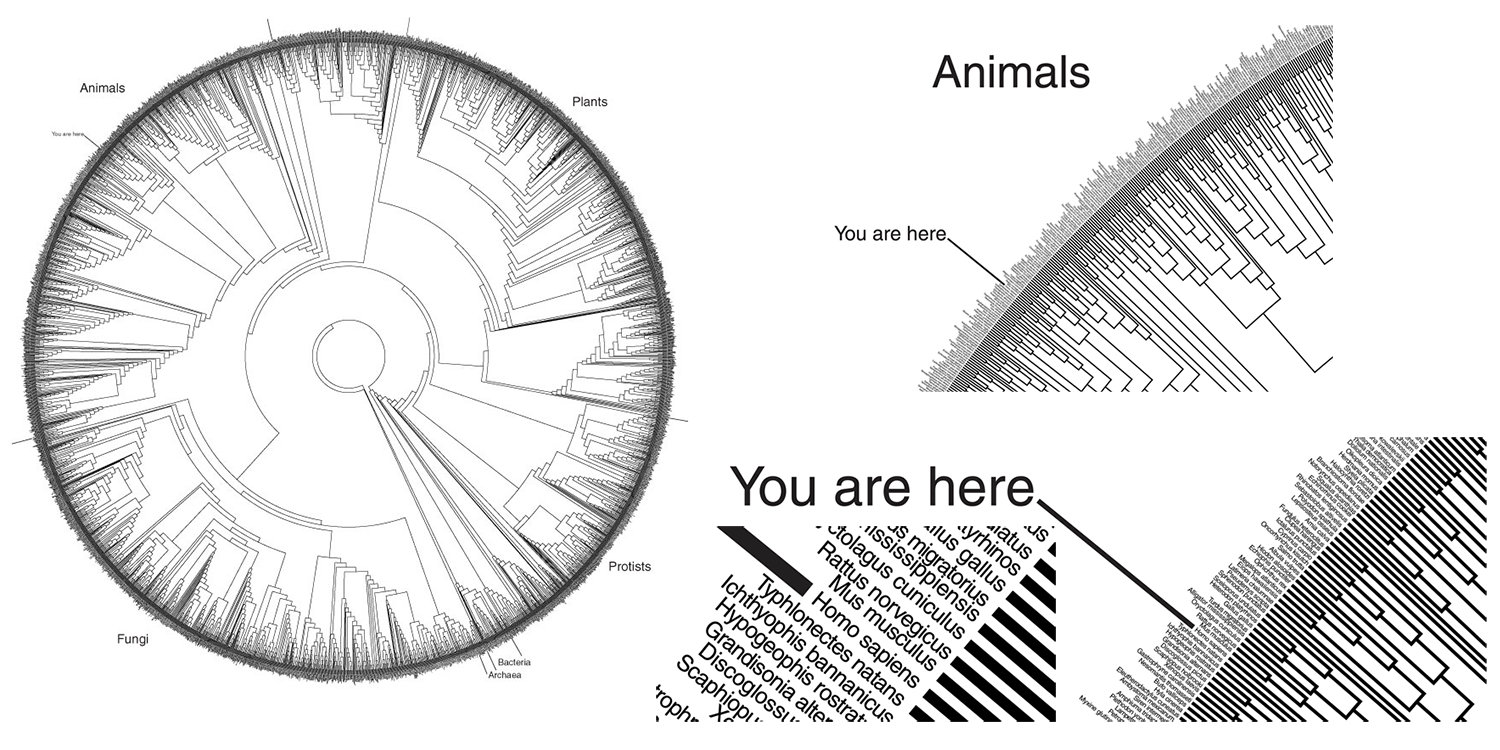 An example of a phylogeny, in this case showing the relationships among most major groups of life. The small "You are here" indicator in the upper left corner of the phylogeny indicates the position of Homo sapiens (you and me).