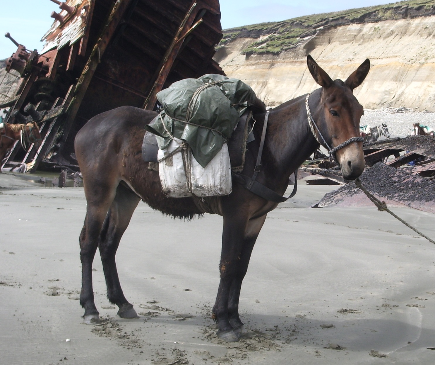 A pack mule, seemingly oblivious to the fact that it is not a species.