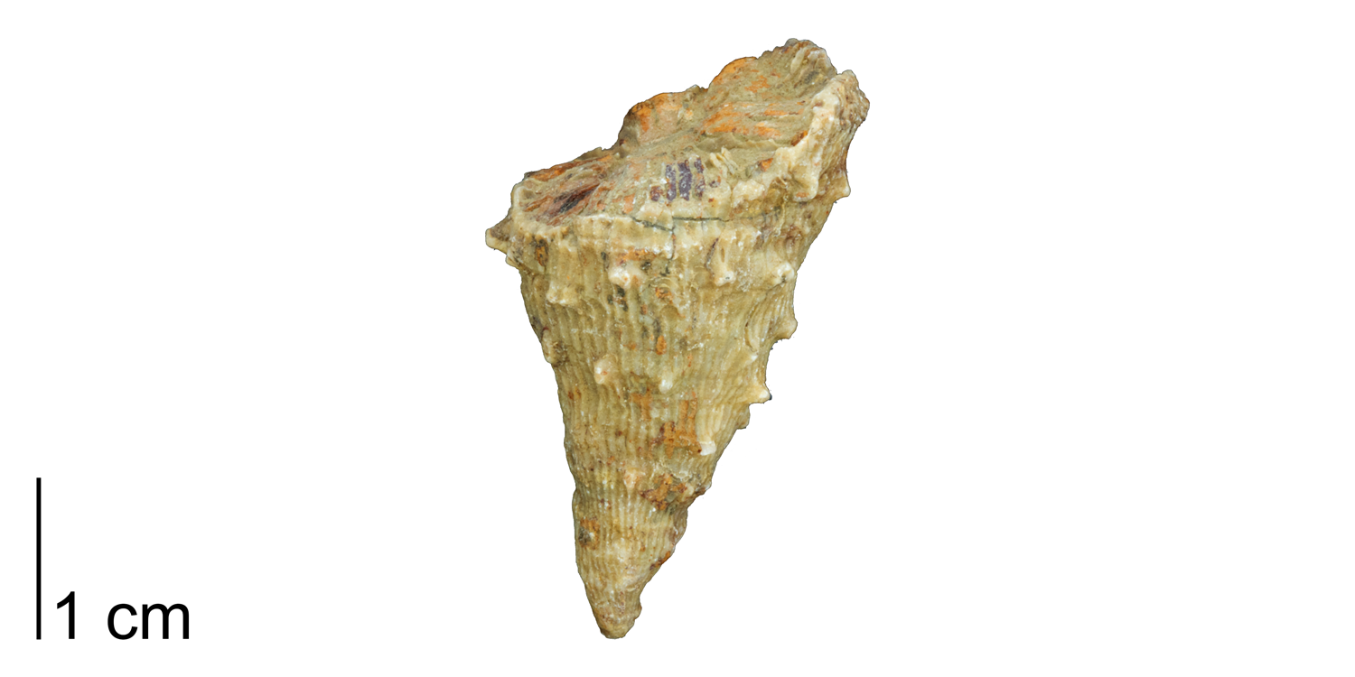 Fossil rugose coral Lophophyllidium radicosum from the Pennsylvanian Wayland Shale of Coleman County, Texas (PRI 76801). 
