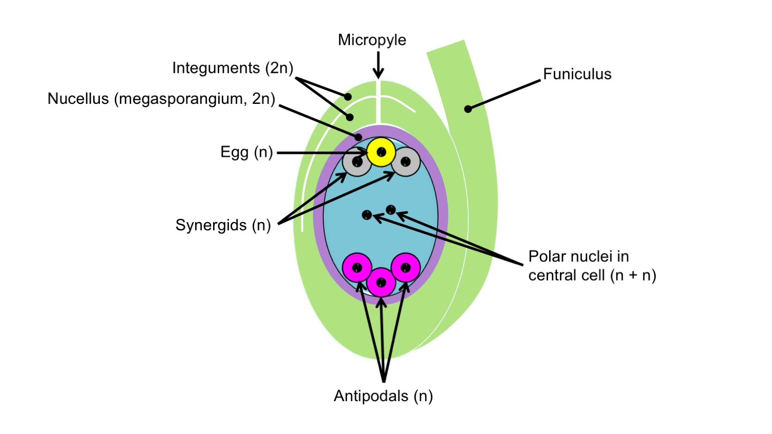 Labelled diagram of ovule with Polygonum-type embryo sac.