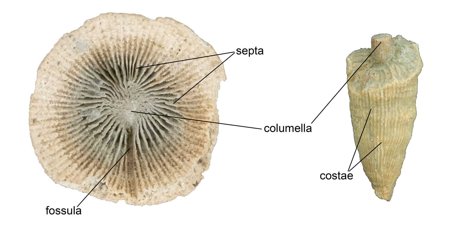Important features of rugose corals, including a fossula, septa, the columella, and costae.