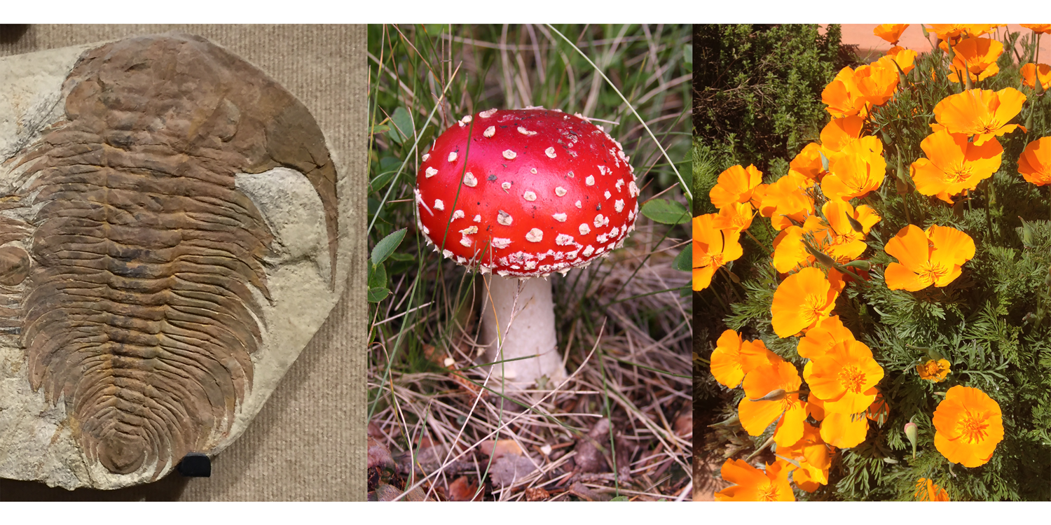 A trilobite (Paradoxides), mushroom (fly agaric, Amanita muscaria), and flower (California poppy, Eschscholzia californica). 