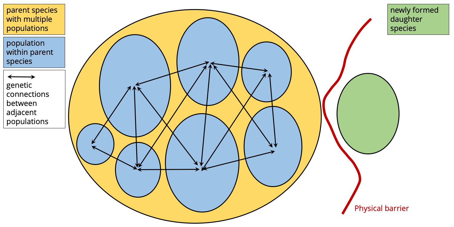 Cartoon. Small, isolated populations may genetically diverge very quickly. If enough time passes, speciation may occur, resulting in the formation of a new daughter species.