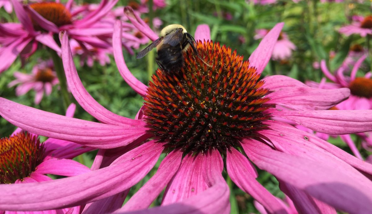 Picture of echinacea capitulum with bee.