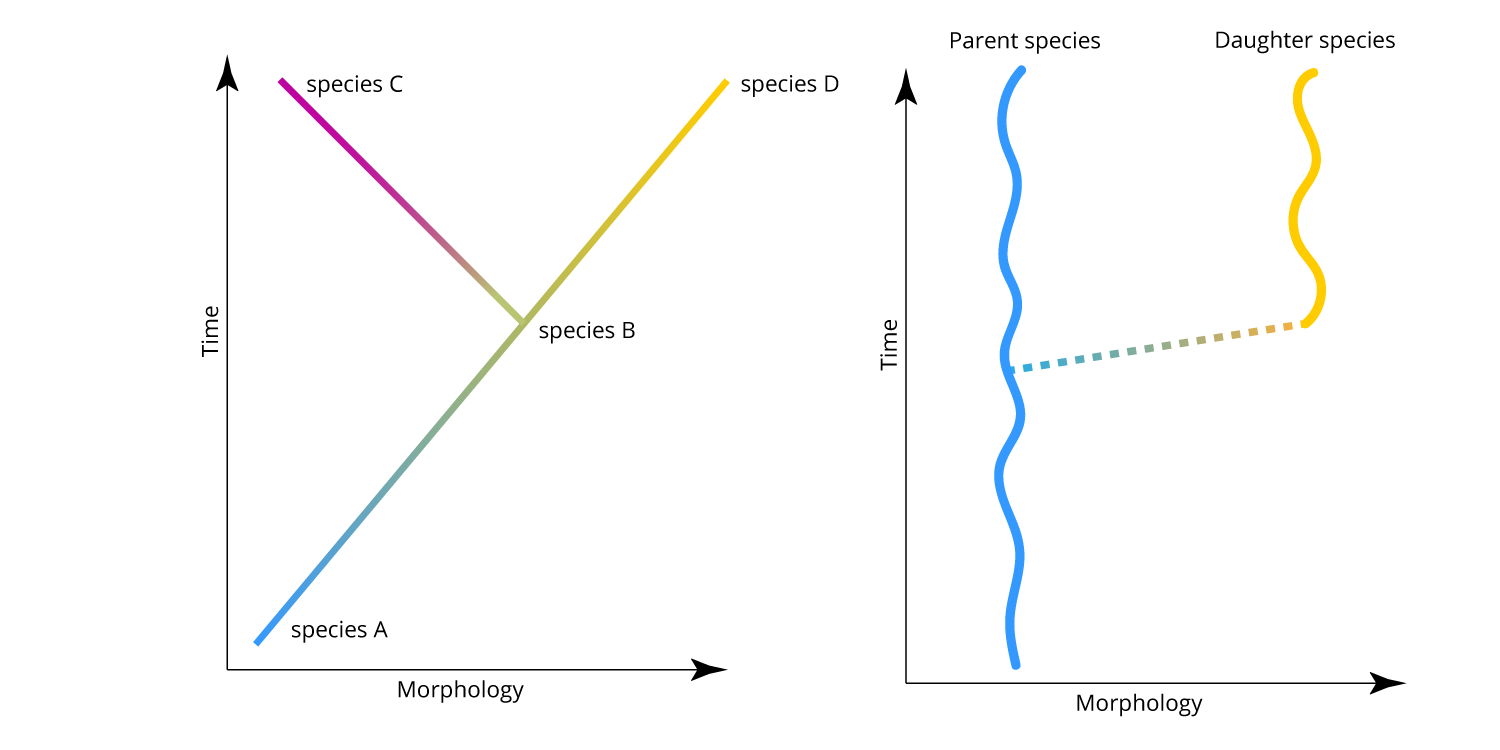 Cladogenesis in the framework of phyletic gradualism (left) and punctuated equilibrium (right).