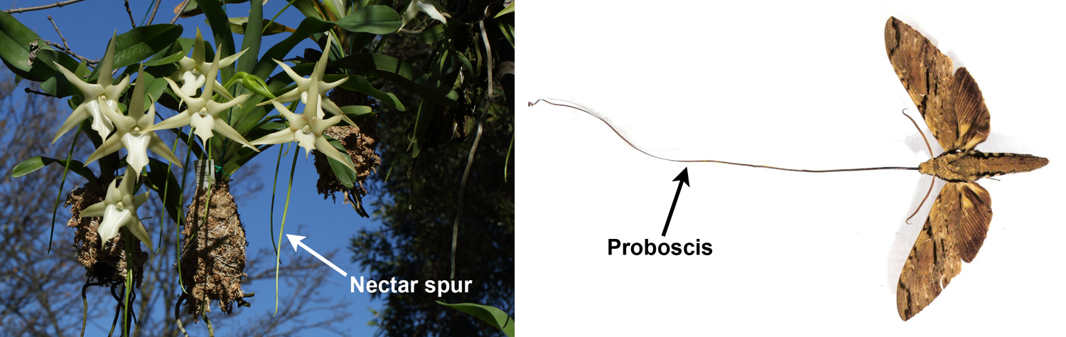 2-Panel figure. Left: Darwin's orchid showing nectar spur. Right: Hawkmoth pollinator with long proboscis.