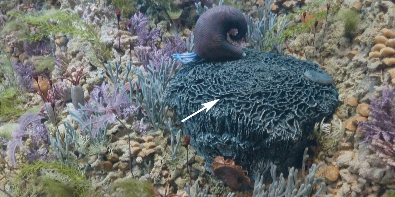 A portion of the "Sea Lily Reef" diorama at the Denver Museum of Science and Nature. A tabulate chain coral (Halysites sp.) is identified by the arrow.