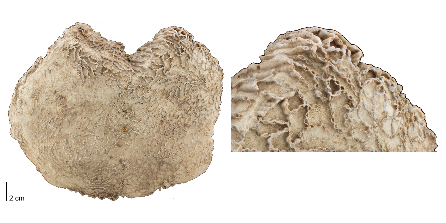 Fossil tabulate coral Halysites catenularia from the Silurian of Illinois or Wisconsin
