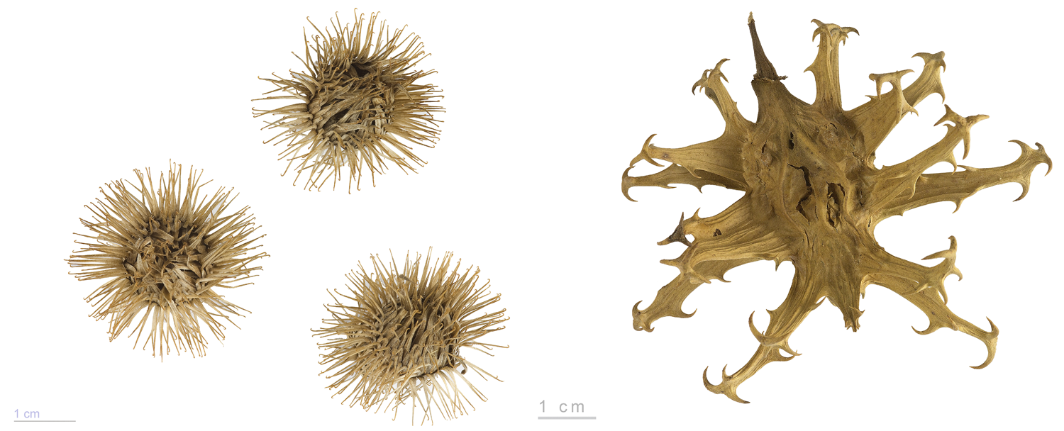 Revisiting pericarp structure, dehiscence and seed dispersal in