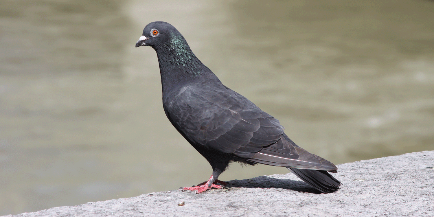 A pigeon in Basel, Switzerland.