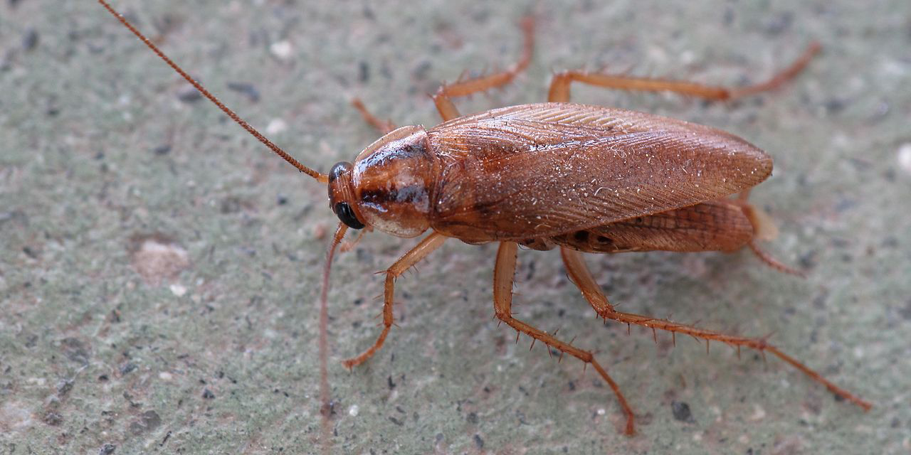 Photograph of the German cockroach Blattella germanica.