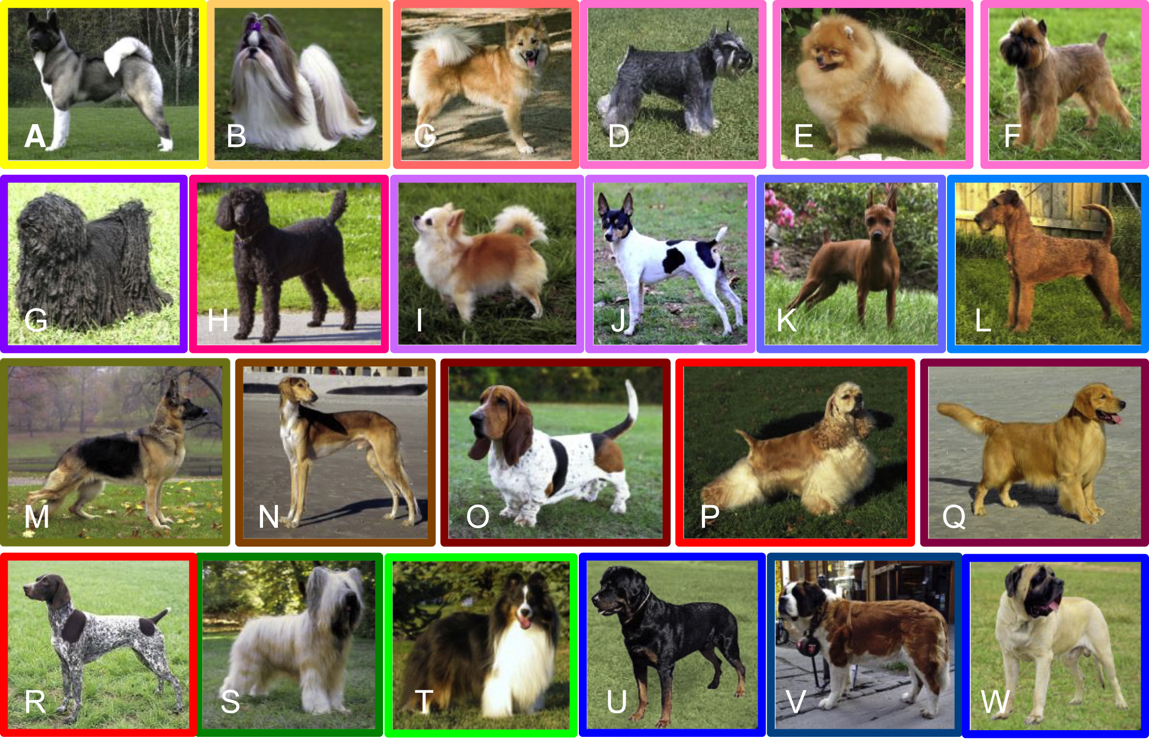 Composite image showing numerous photographs of different breeds of dogs.