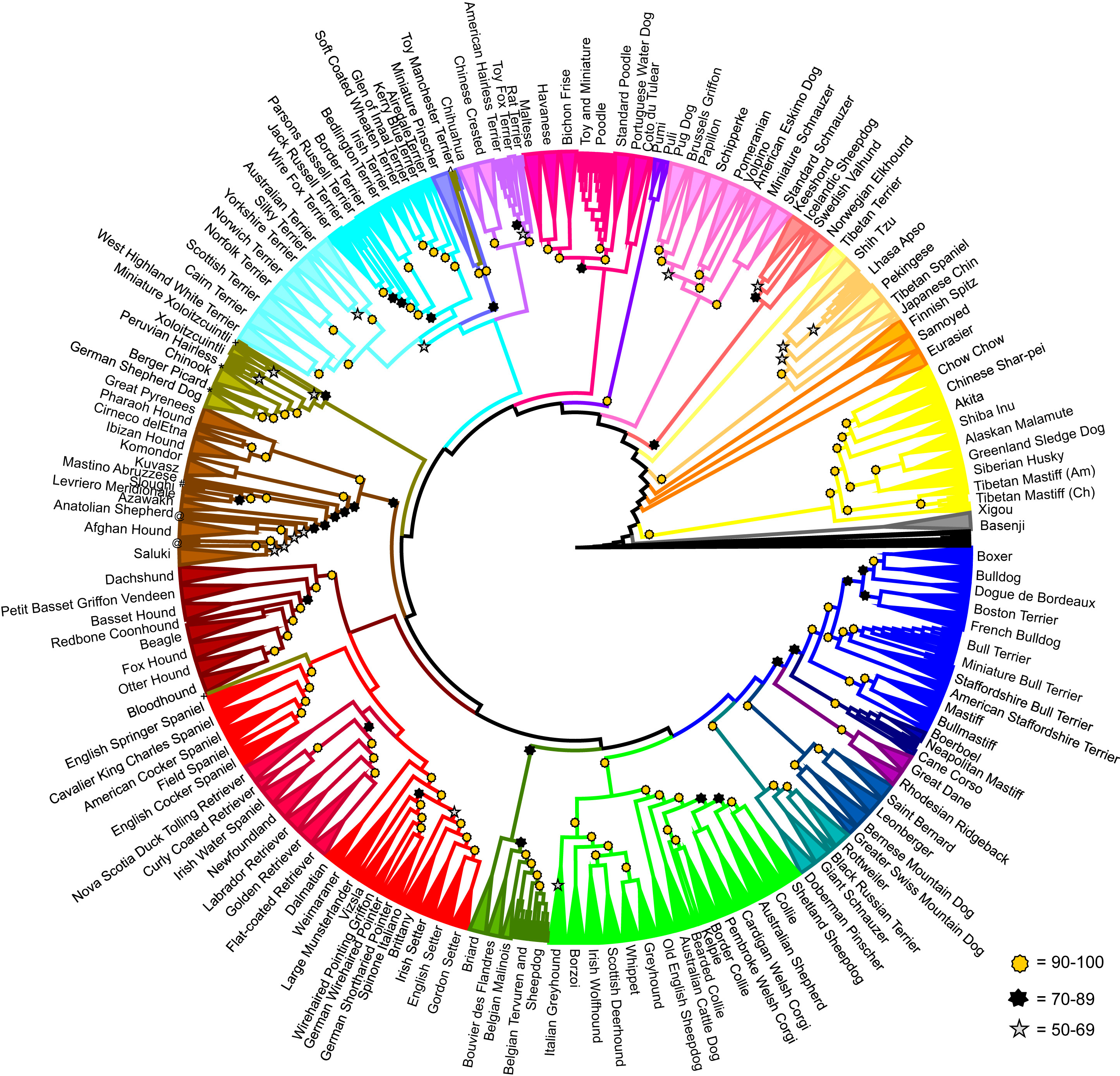 A phylogenetic tree showing the relationships of 161 domestic dog breeds.