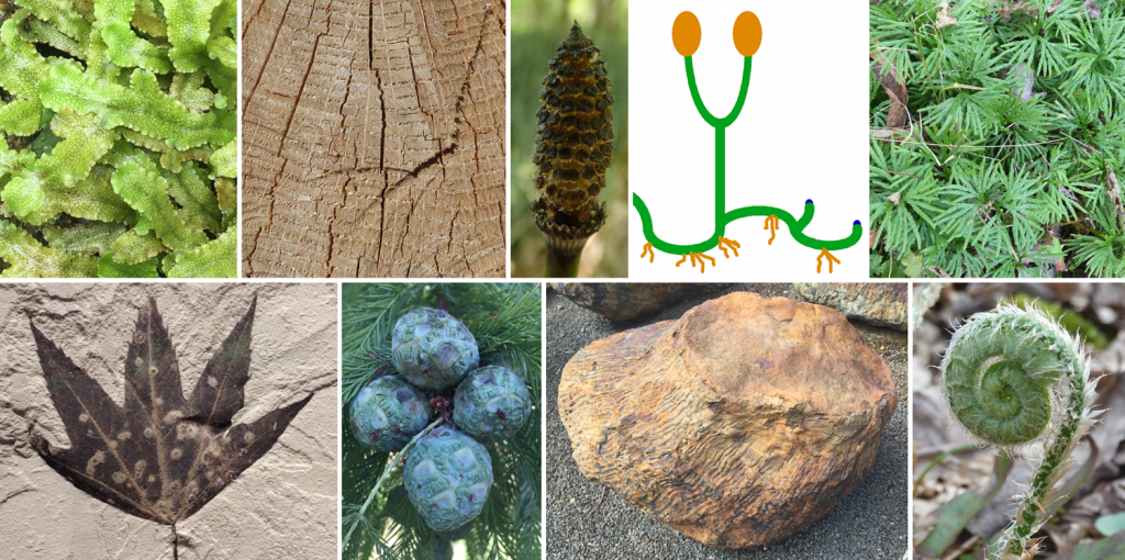 Embryophytes (land plants) Digital Atlas of Ancient Life