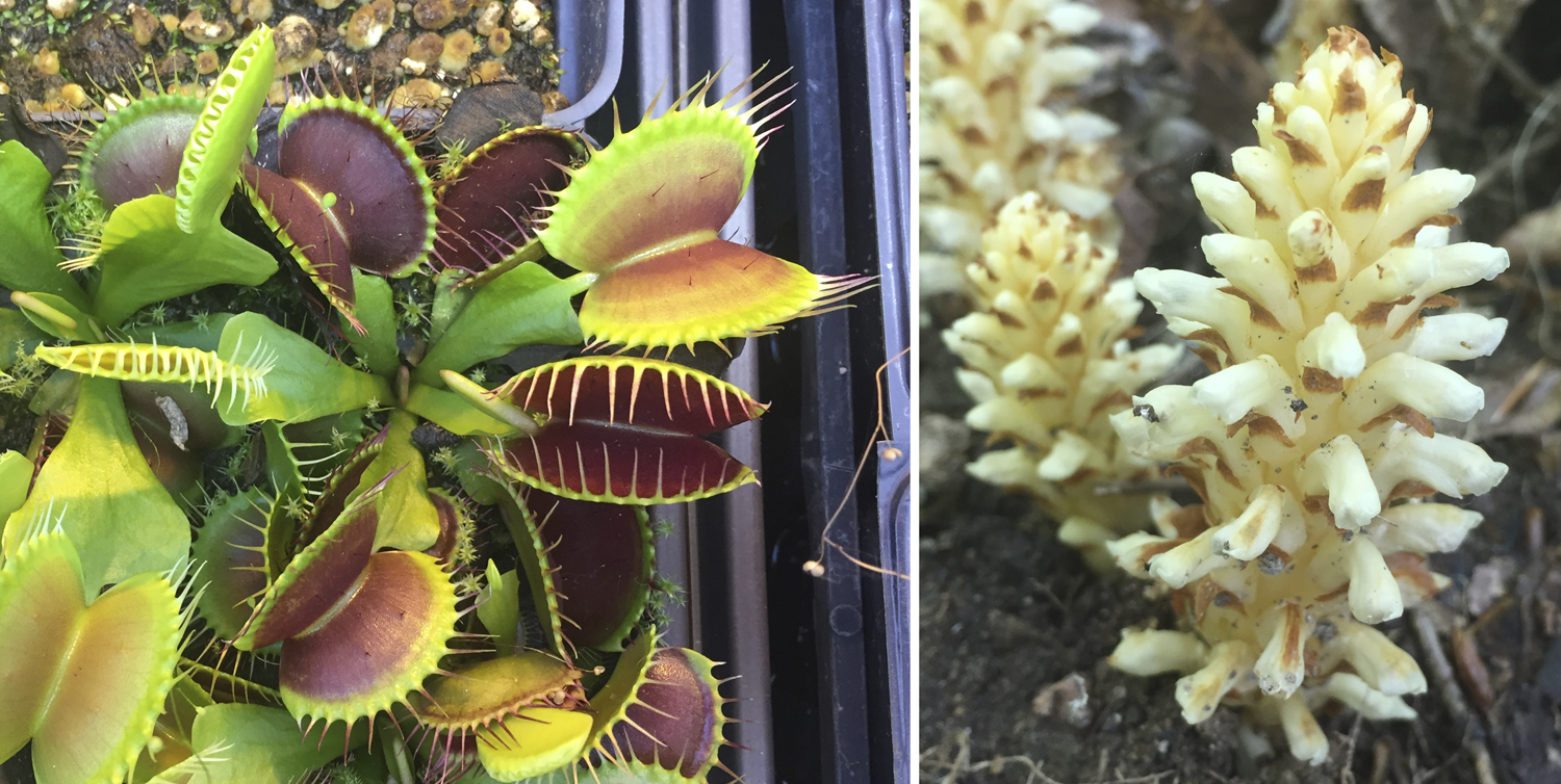 2-panel figure. Panel 1: Venus flytrap, a carnivorous plant. Panel 2: American cancer-root, a parasitic plant.