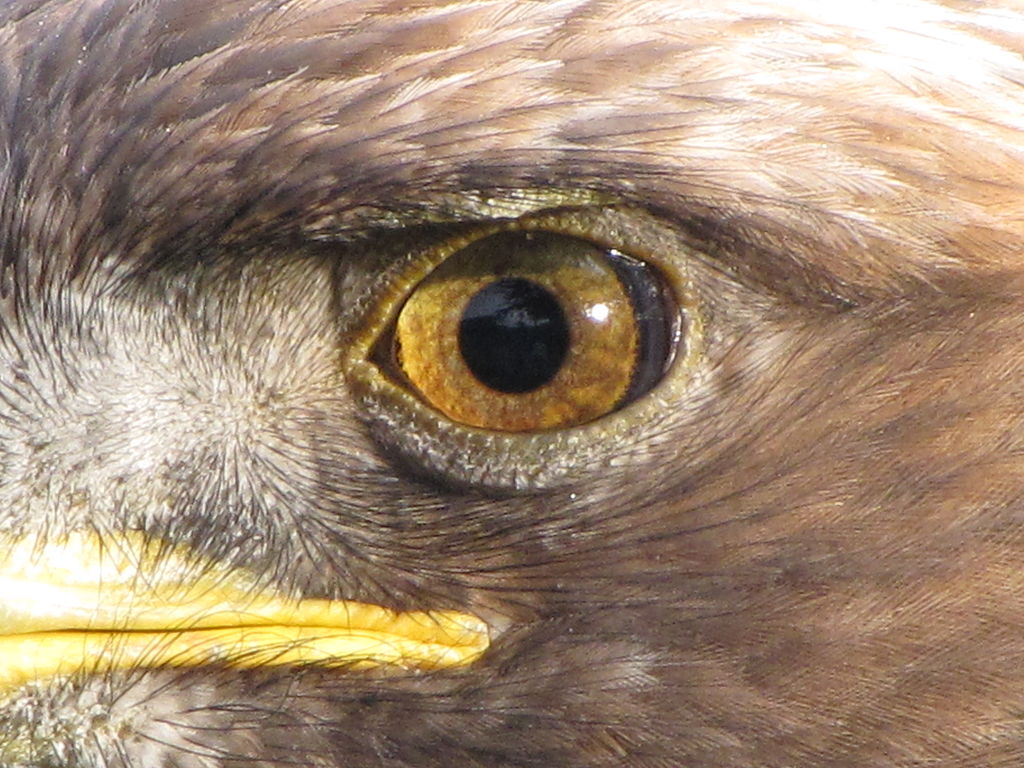Eye of a golden eagle (Aquila chrysaetos)