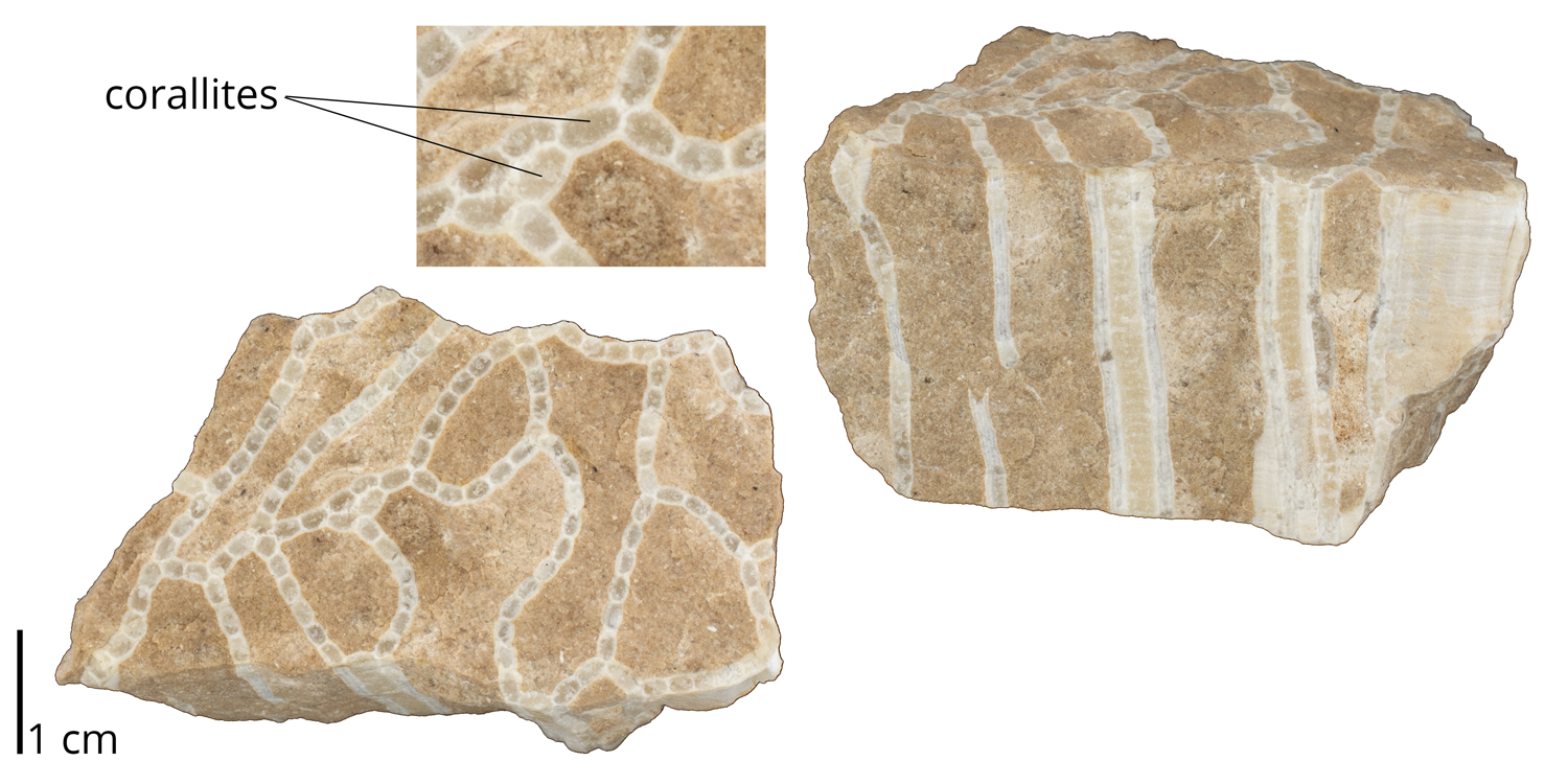Corallites identified on a specimen of Halysites gracilis. 