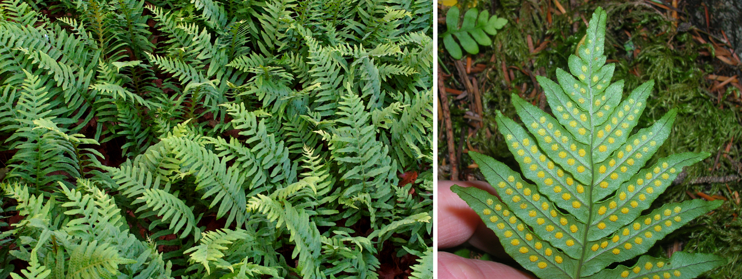 2-Panel figure. Panel 1: Licorice fern fronds. Panel 2: Underside of a frond showing groups of sporangia.