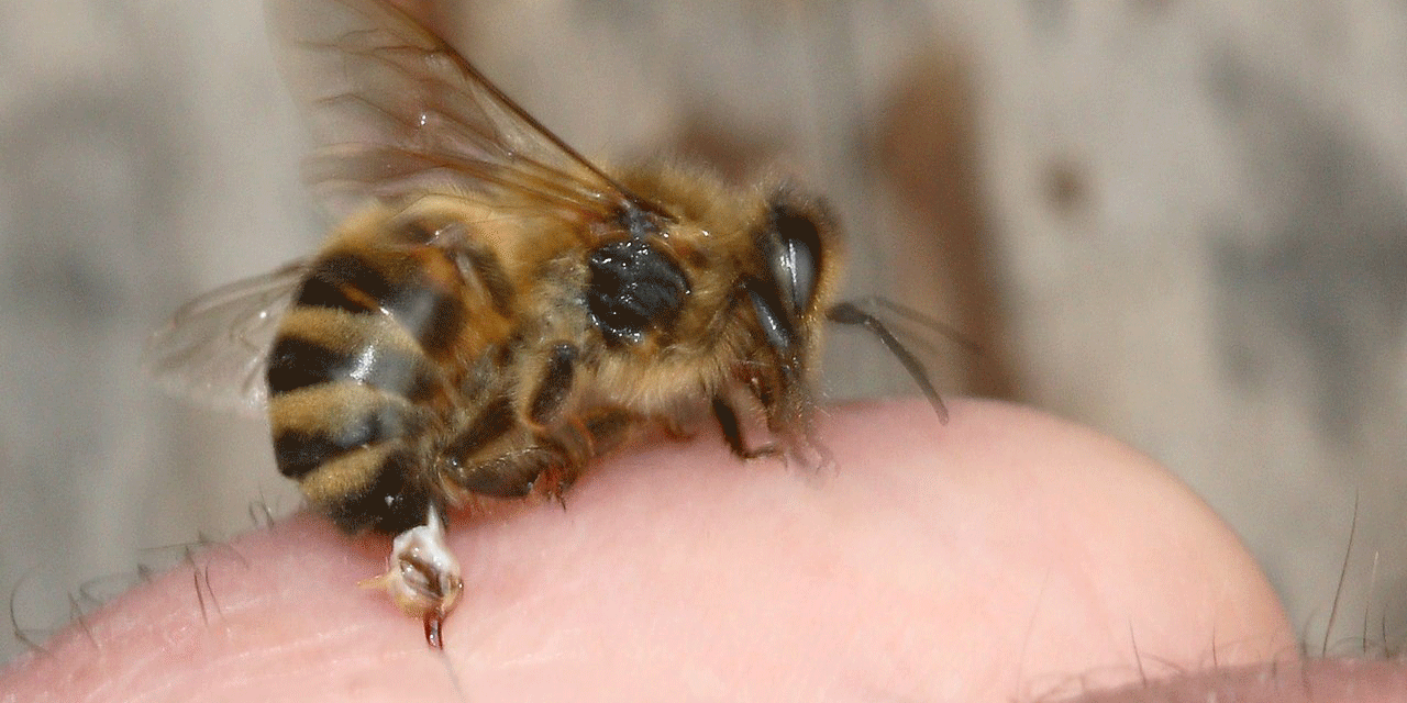 Photograph of a bee injured by stinging a human.