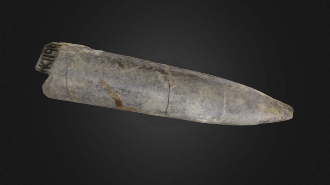 3D model of a belemnite.