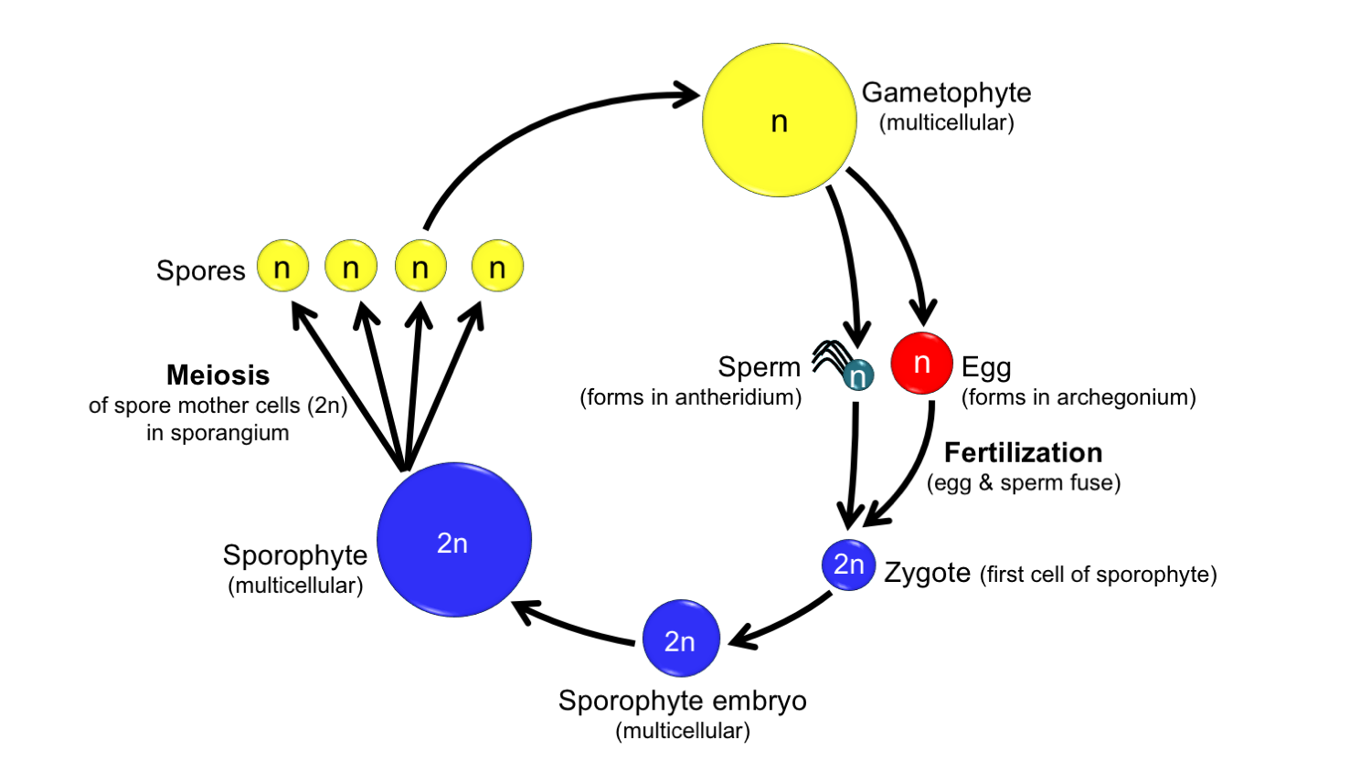 Diagram illustrating the life cycle of a land plant, which alternates between diploid and haploid generations.