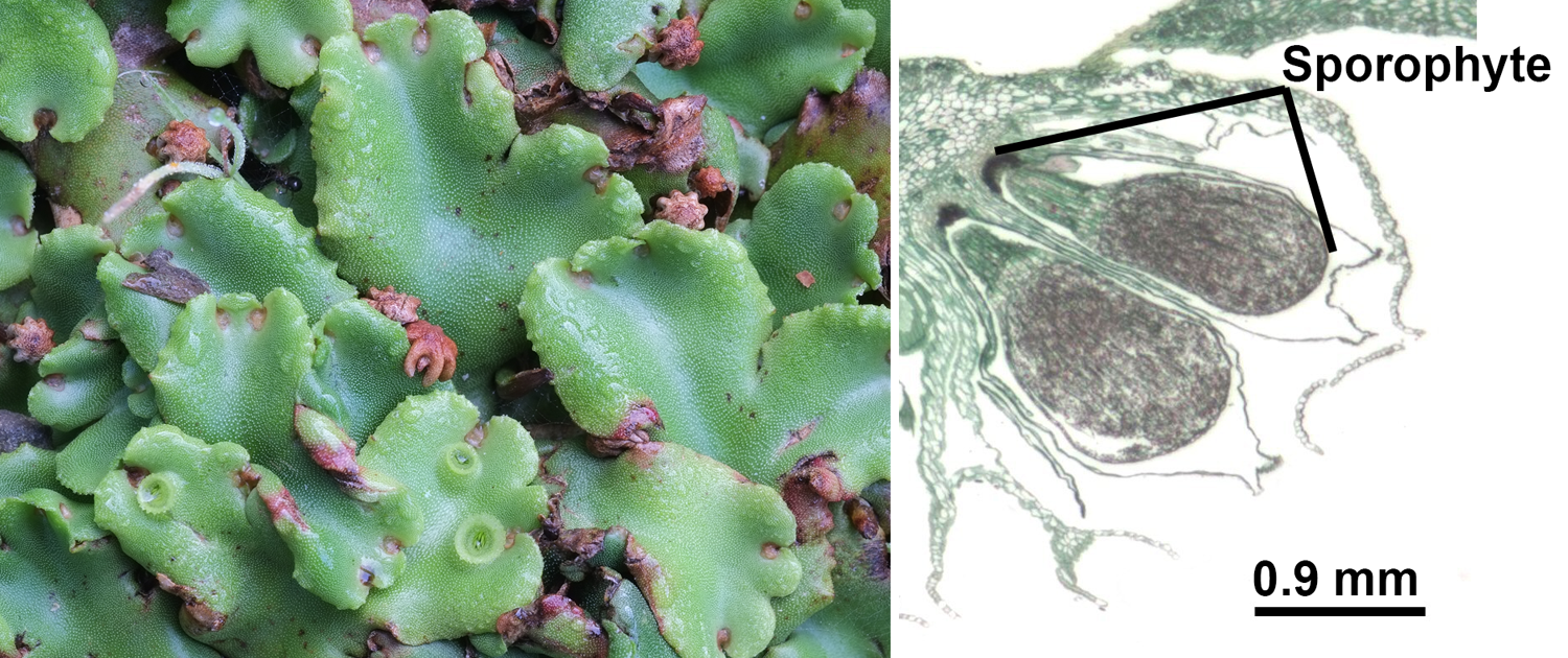 2-Panel figure. Panel 1: The thalloid liverwort Marchantia. Panel 2: Longitudinal section of sporophytes of Marchantia.