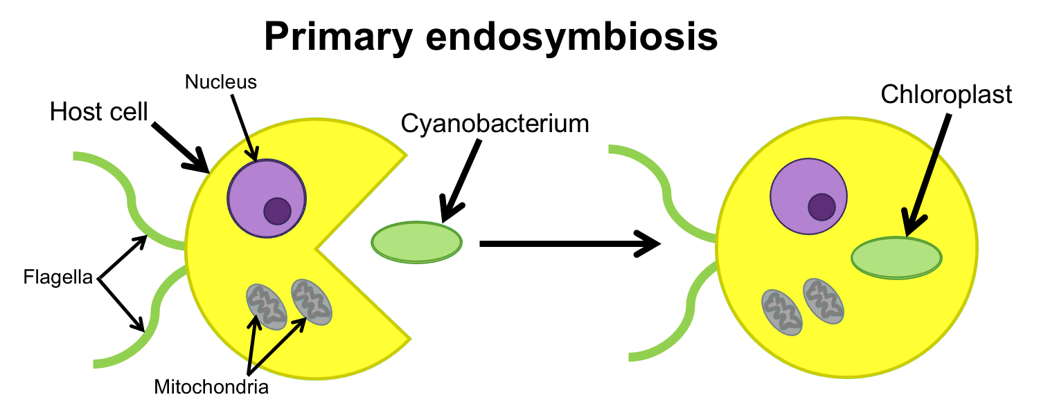 Cartoon showing a ancient, flagellated host cell engulfing a cyanobacterium.