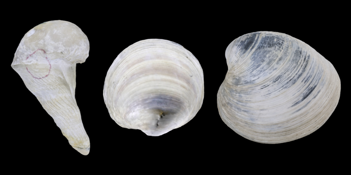 Three 3D models of representative Heterodonta bivalves