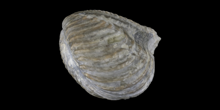 3D model of a representative Palaeoheterodont bivalve