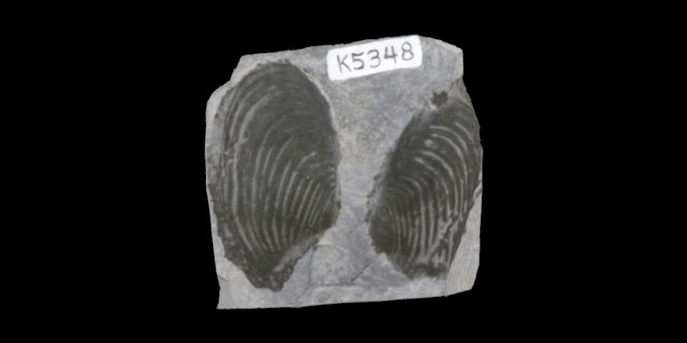 3D model of a representative Paleozoic bivalve