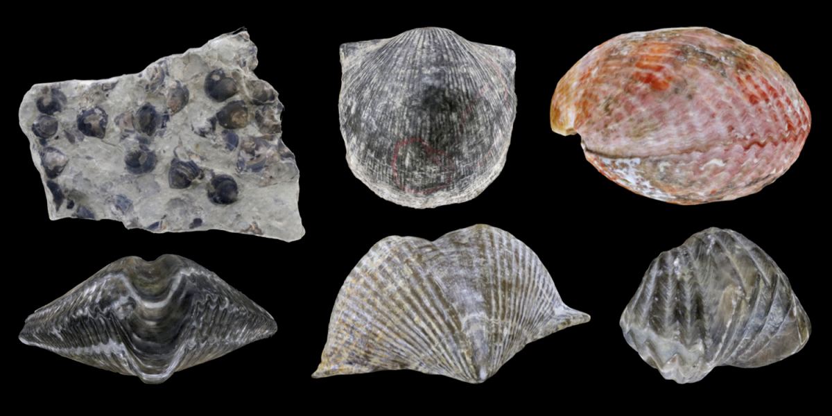 Six 3D models of representative Brachiopoda.