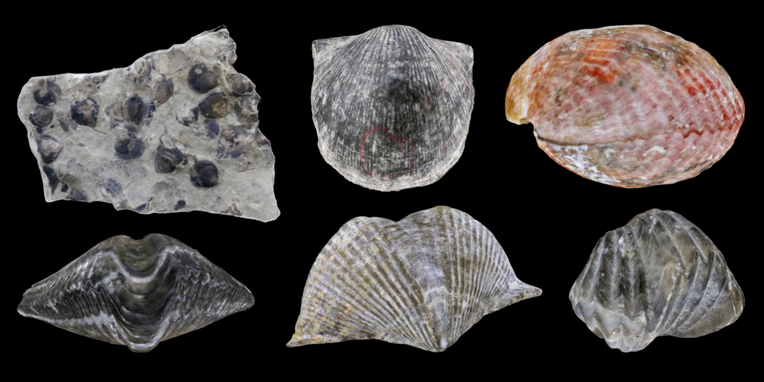 3D models of six representative brachiopods.