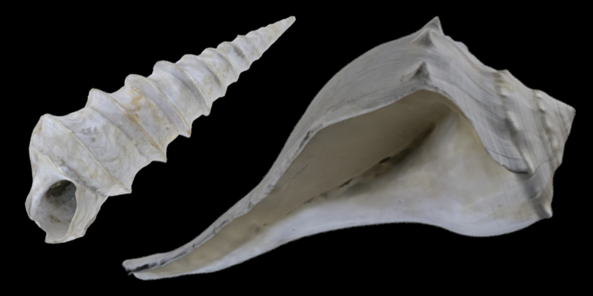 Two 3d shell models, including Turritella and Busycon