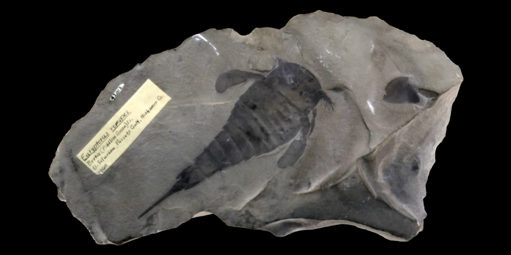 3D model of a fossil eurypterid.