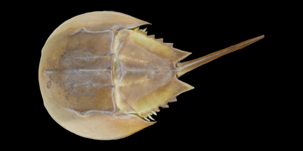 3D model of a modern horseshoe crab.