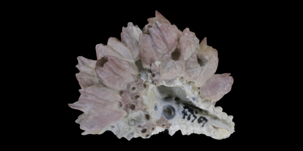 3D model of a fossil snail shell covered in barnacles.